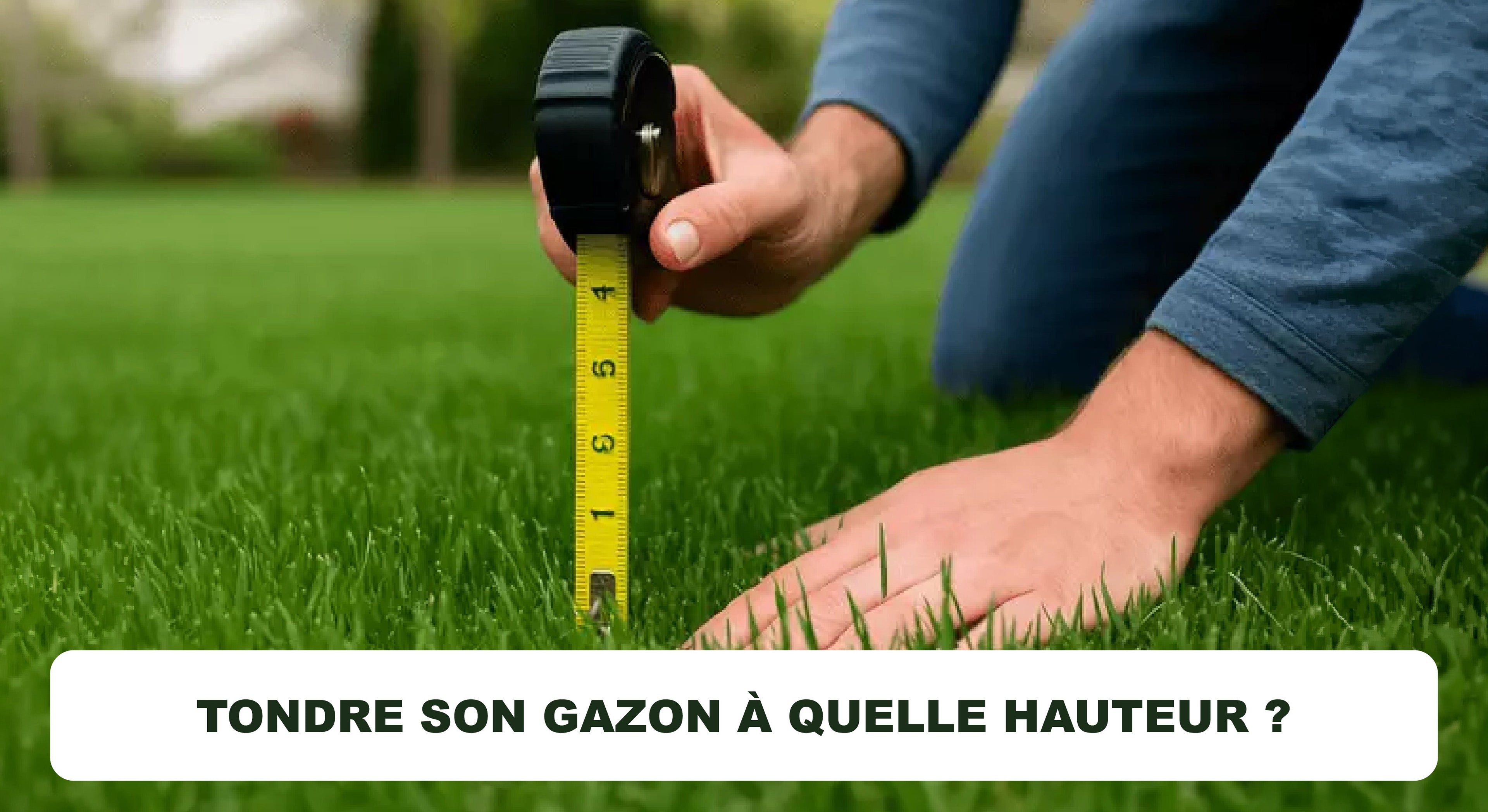 Tondre son gazon à quelle hauteur ?
