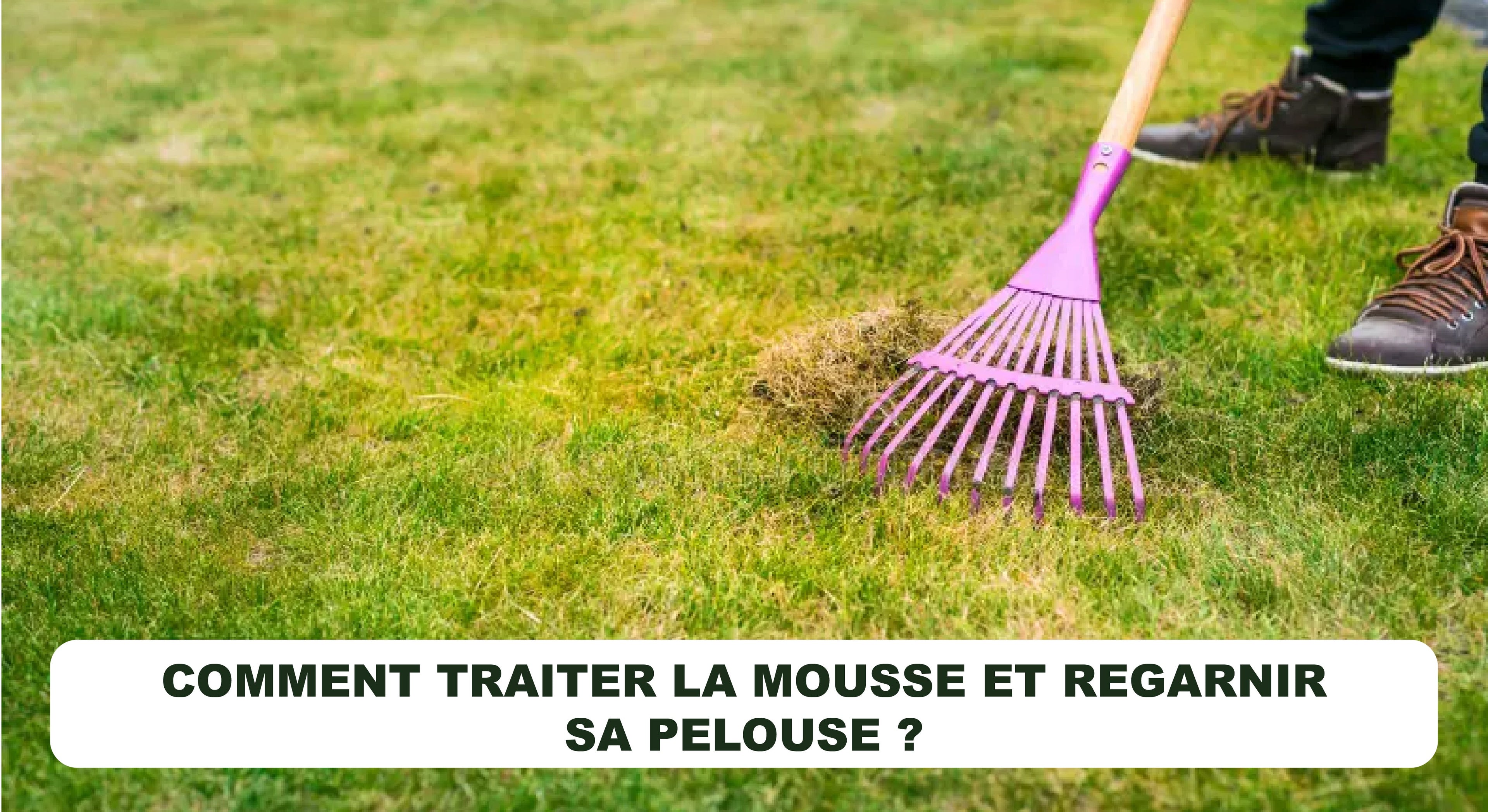 COMMENT TRAITER LA MOUSSE ET REGARNIR SA PELOUSE ?