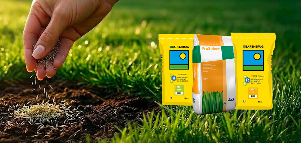 Semis de semences de gazon pour le regarnissage et l’entretien de la pelouse